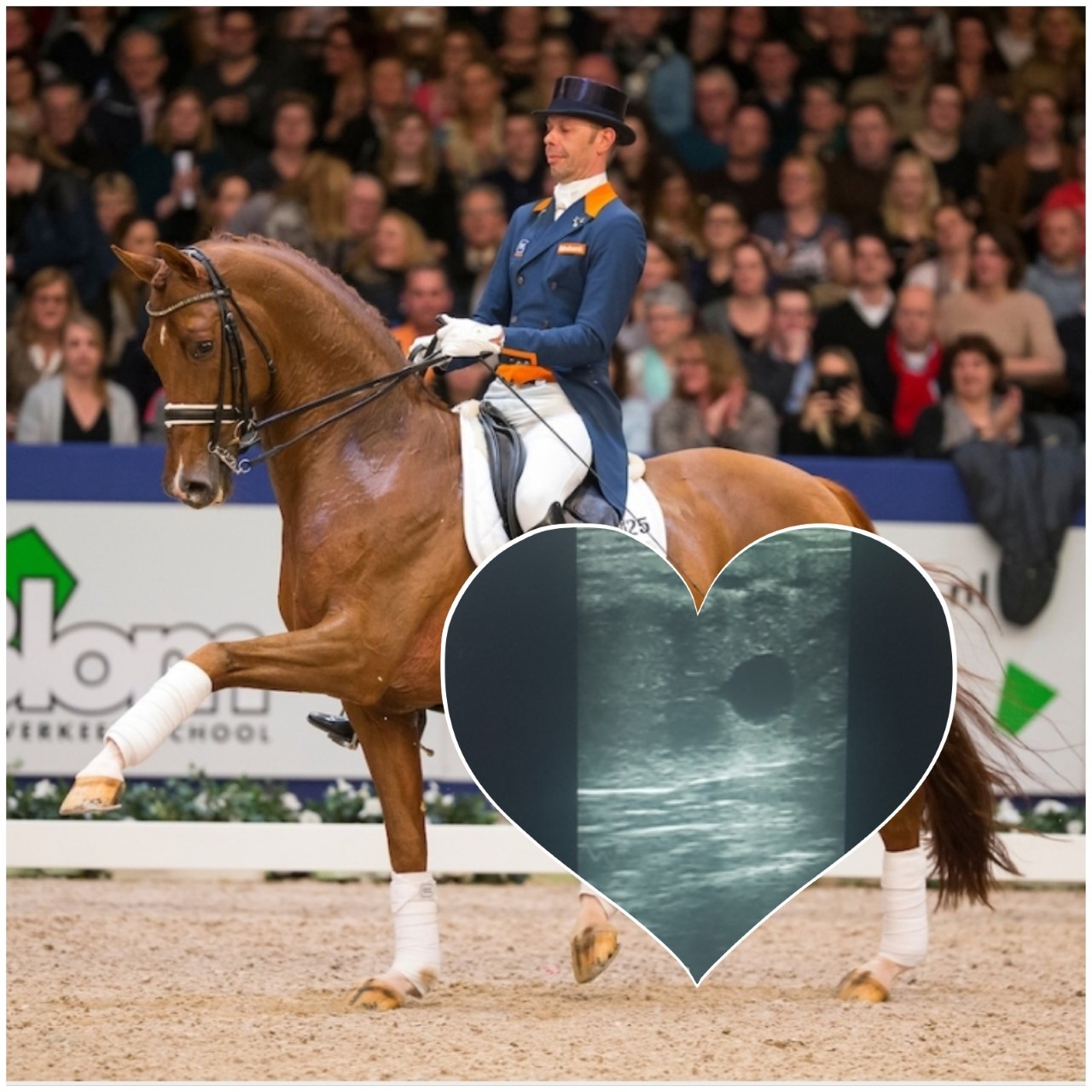 Dierendag... Charley en Ubibi nog steeds drachtig!